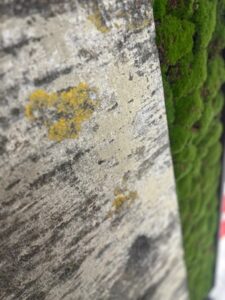 Ratastel vahesein, ruumieraldaja naturaalsetest puukoorest ja samblas