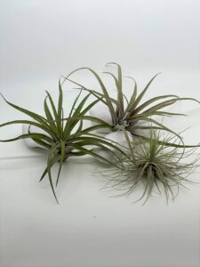 Komplekt_ 3_ õhulille