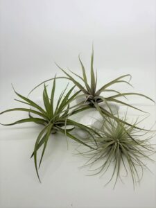 Komplekt_ 3_ õhulille