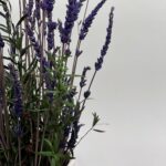 Lavendel keraamilises vaasis_1
