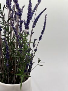 Säilitatud_lavendel_keraamilises_vaasis