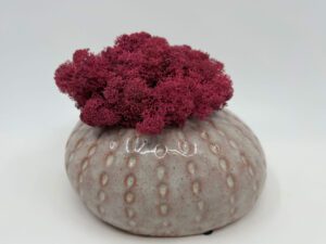 Säilitatud_sammal_keraamilisel_alusel