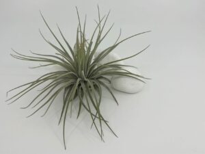 Tillandsia magnusiana