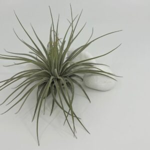 Tillandsia magnusiana