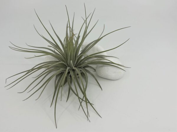 tillandsia ehk õhulill magnusana