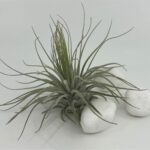 tillandsia ehk õhulill magnusana