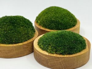 Sammal_tammepidust_alusel