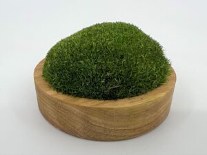 Sammal_tammepidust_alusel