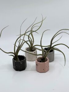 Õhulill_pseudobaileyi