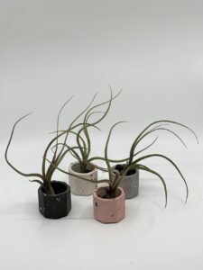 Õhulill_pseudobaileyi