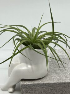 Õhulill keraamilisel alusel