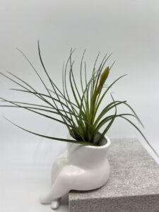 Õhulill keraamilisel alusel