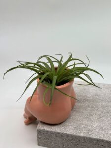 Õhulill keraamilisel alusell