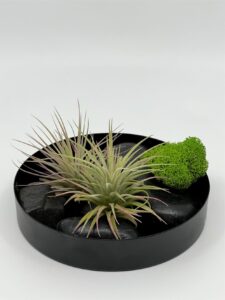 õhulilleseade_ionantha