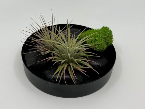 Õhulilleseade 2 x ionantha var ionantha samblaga