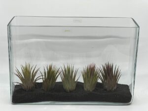 Õhulilleseade_klaasist_anumas