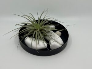 Õhulilleseade_tlillandsia_velickiana