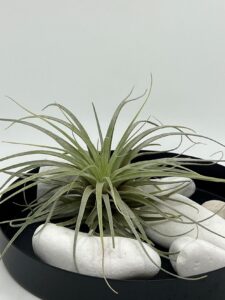 Õhulilleseade_tlillandsia_velickiana