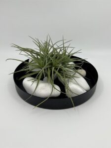 Tillandsia_tenuifolia