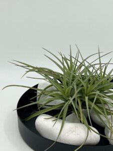 Tillandsia_tenuifolia