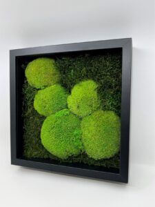 säilitatud samblikest pilt