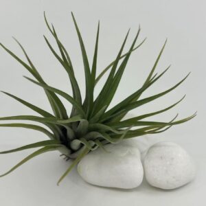 Tillandsia ehk õhulill brachycaulos var. brachycaulos