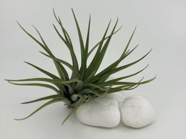 Tillandsia brachycaulos var. brachycaulos1