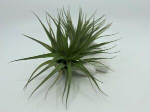 Tillandsia e. õhulill brachycaulos var. brachycaulos