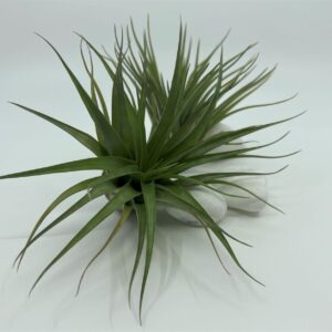 Tillandsia e. õhulill brachycaulos var. brachycaulos