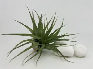 Tillandsia_ brachycaulos var. brachycaulos
