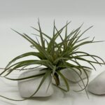 Tillandsia õhulill tenuifolia