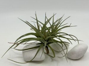Tillandsia õhulill tenuifolia