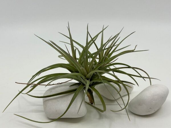 Tillandsia tenuifolia