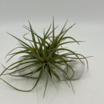 Tillandsia tenuifolia1