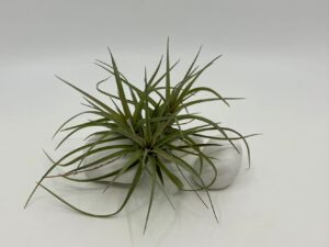 Tillandsia õhulill tenuifolia