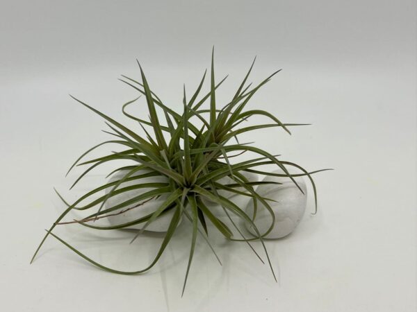 Tillandsia tenuifolia1