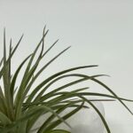 Tillandsia tenuifolia2