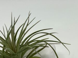 Tillandsia õhulill tenuifolia