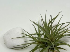 Õhulill_tillandsia_tenuifolia