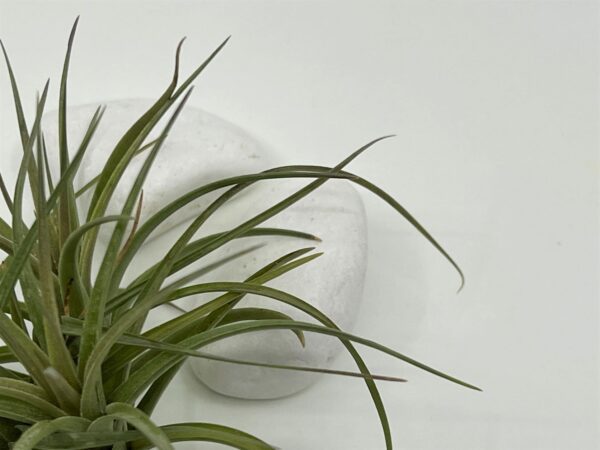 Tillandsia ehk õhulill tenuifolia