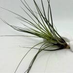 Tillandsia_õhulill_tricolor