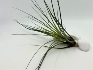 Tillandsia_õhulill_tricolor