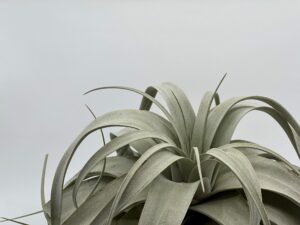 Õhulill_tillandsia_xerographica