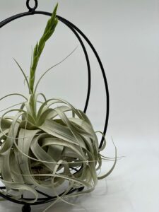 Õhulill_tillandsia_xerographica