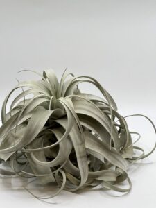 Õhulill_tillandsia_xerographica