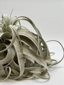 Õhulill_tillandsia_xerographica