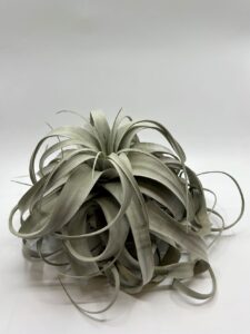 Õhulill_tillandsia_xerographica