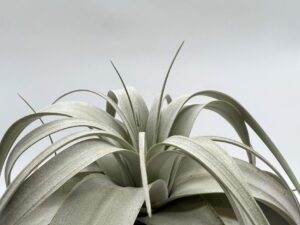 Õhulill_tillandsia_xerographica