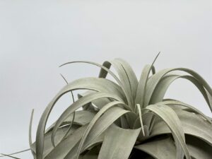 Õhulill_tillandsia_xerographica