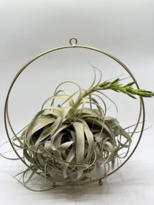Õhulill_tillandsia_xerographica